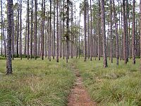 Trail Through Cutthroat Seep