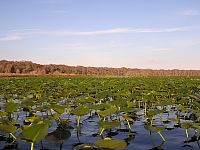 Lilies on Lake Arbuckle