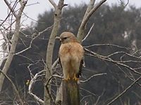 Red-Shouldered Hawk