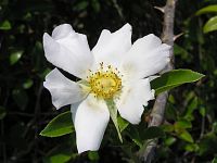 Cherokee Rose