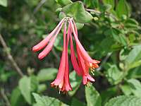 Coral Honeysuckle