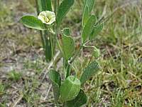 Ground Cherry