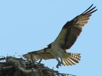 Osprey