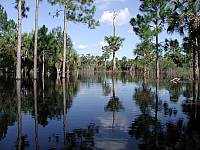 Flooded Pinelands