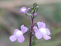 Canadian Toadflax