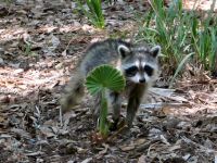 Baby Raccoon