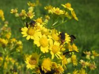 Butterweed