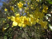 Carolina Jasmine