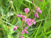 Eastern Milkpea