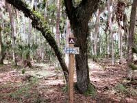 Fern Campsite