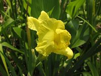 Golden Canna