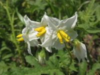 Horse Nettle