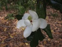 Magnolia