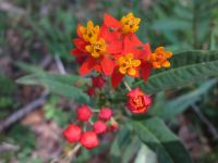 Scarlet Milkweed