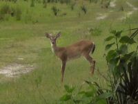 White Tail Deer