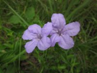 Wild Petunia