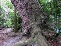 Huge Oak Tree