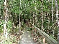 Boardwalk through the Swamps