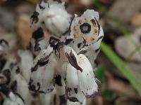 Indian Pipe