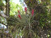 Airplant