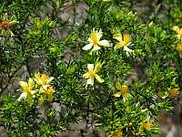 Atlantic St. Johns Wort