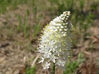 Crow Poison or Osceola's Plume