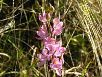 Multi-Flowered Grass Pink