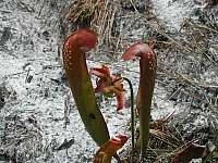 Hooded Pitcherplant