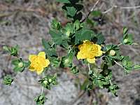 Myrtleleaf St. Johns Wort