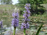 Pickerelweed