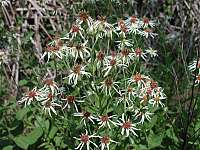 White-Topped Aster