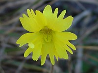 Yellow Butterwort