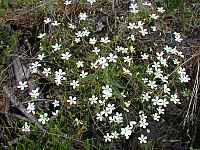 Narrow Leaved Sabatia