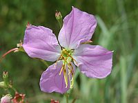 Pale Meadowbeauty