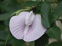 Spurred Butterfly Pea