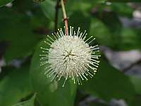 Buttonbush