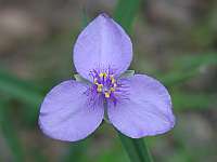 Spiderwort