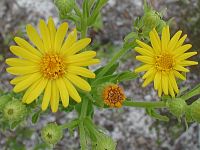 Coastalplain Goldenaster