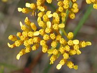 Slender Goldenrod