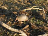 Armadillo