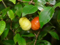 Surinam Cherry