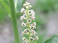 American Pokeweed