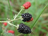 Black Berries