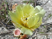 Prickly-Pear Cactus