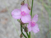 Florida Scrub Roseling