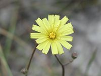 Hawkweed