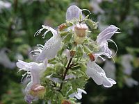 Largeflower False Rosemary