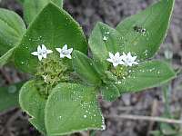 Mexican Clover