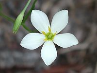 Narrow Leaved Sabatia