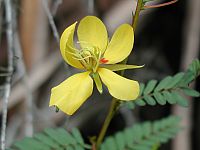 Partridge Pea